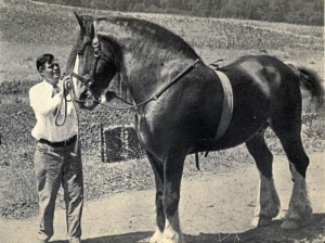 Джек Лондон в 1916 со своим жеребцом Ноядом Хиллсайдом