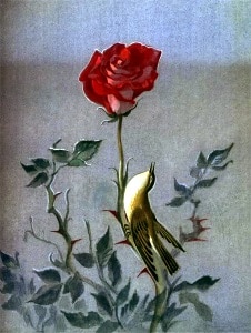 Уайльд Соловей и роза