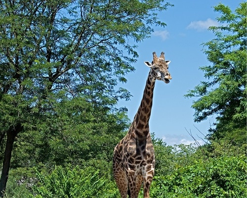 Жираф, стихотворение Гумилева